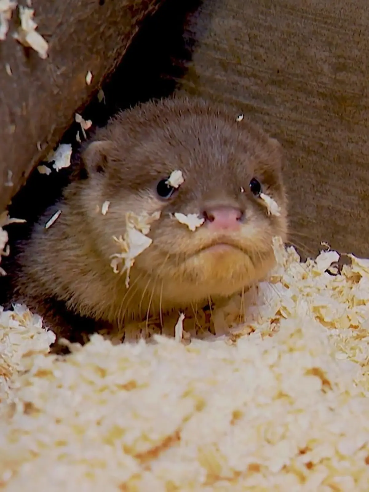 Bild zu: "Zwergotter-Nachwuchs in Kleve"