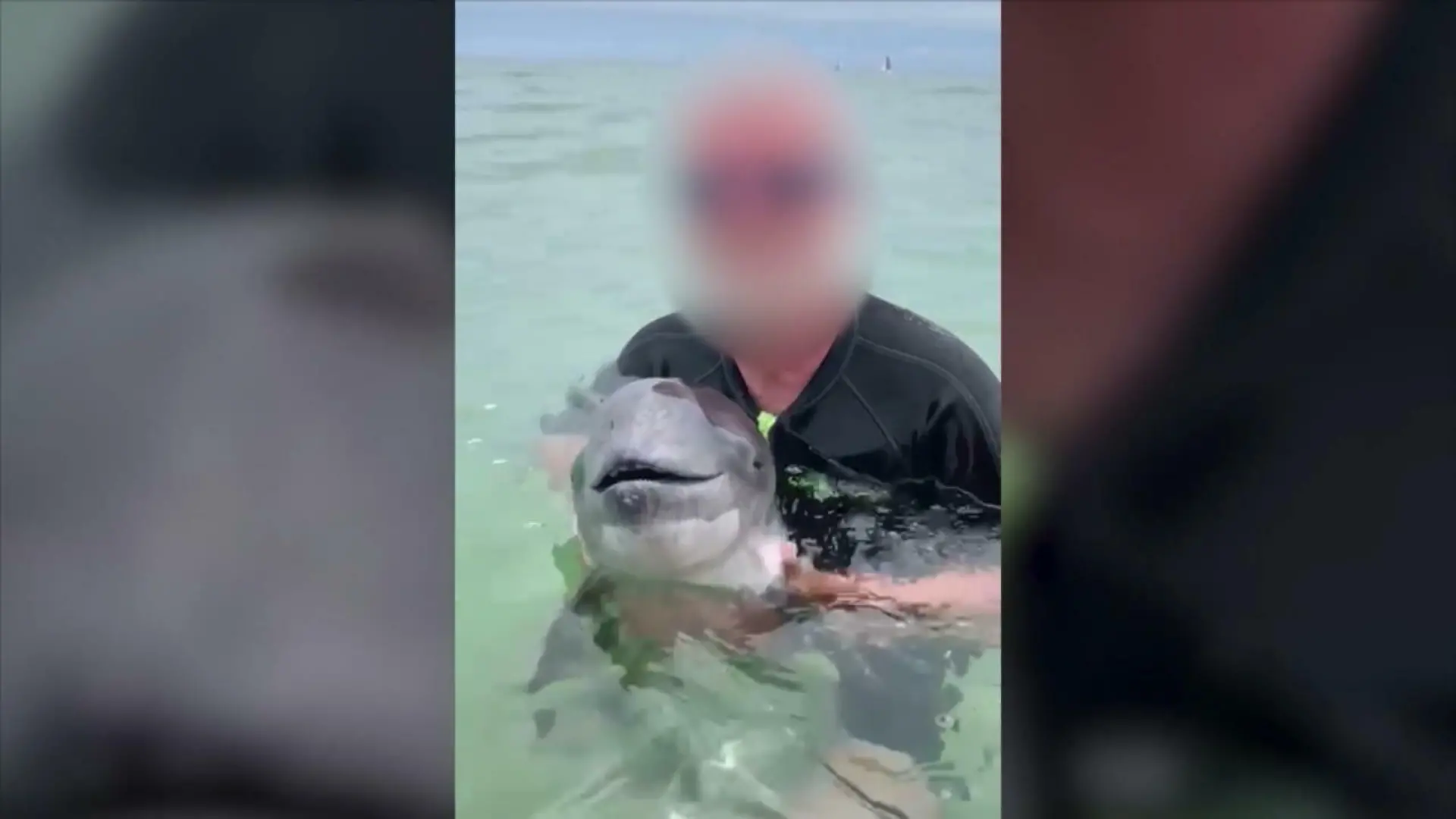 Menschen hatten das Tier eingekesselt und festgehalten Schweinswal verendet in der Ostsee