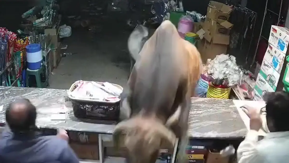 Panik im Laden! Stier und Rind bekämpfen sich vor Kunden! Duell der Tiere