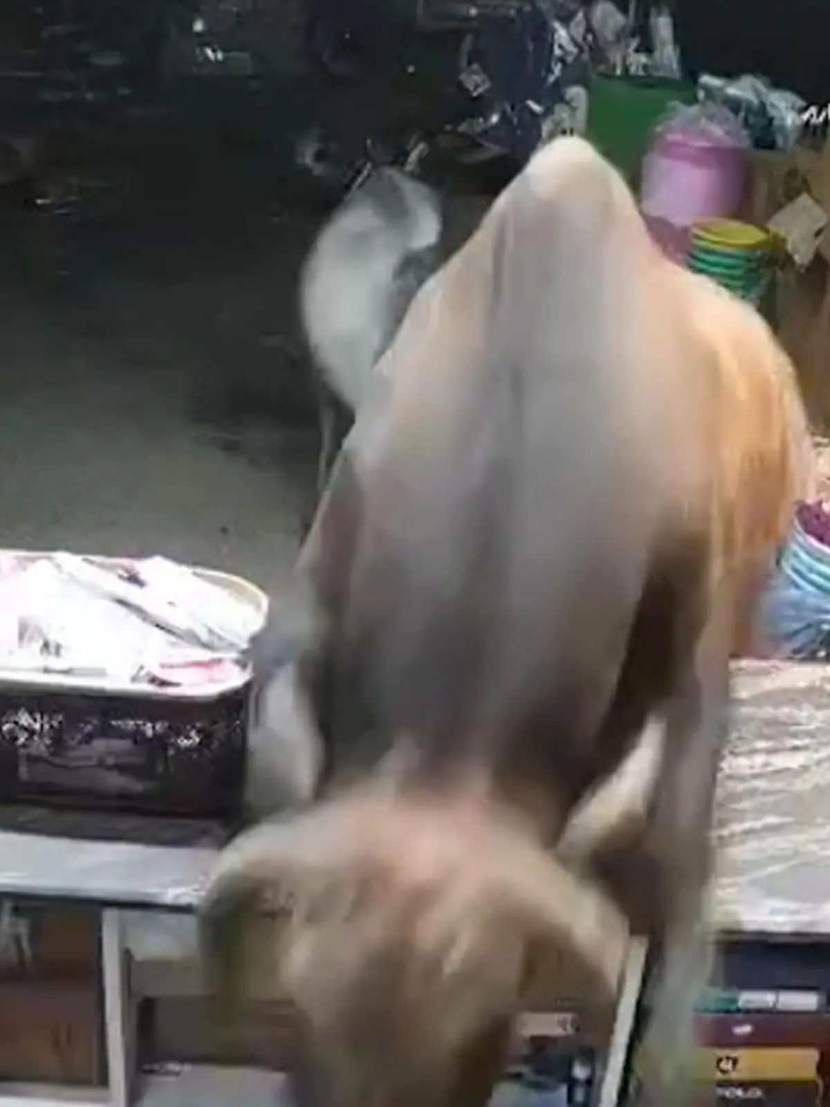 Bild zu: "Panik im Laden! Stier und Rind bekämpfen sich vor den Kunden! "