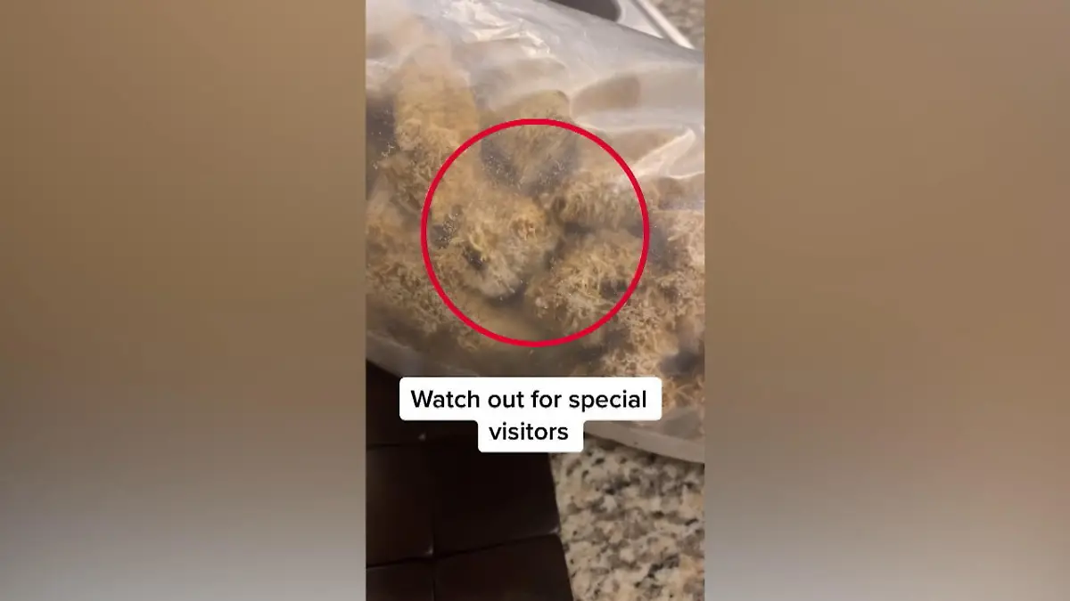 Mehlwürmer zum Frühstück? Überraschung in Cornflakes-Packung