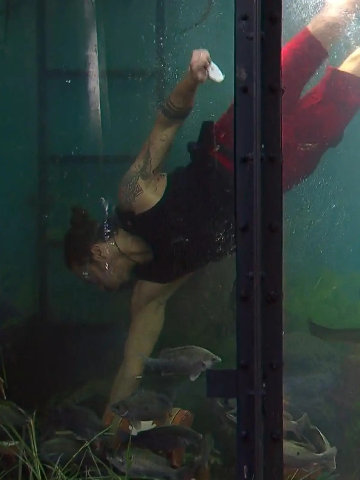 Bild zu: "Hier GILt es, die Luft zu behalten! Stress oder Sterne im Dschungel-Argh!quarium?"