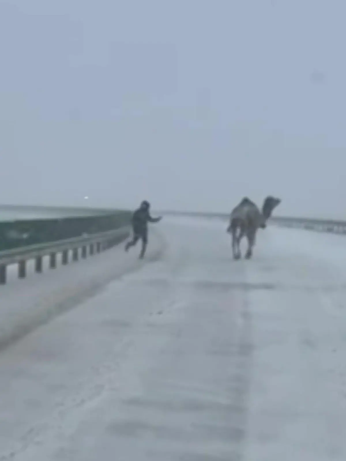 Bild zu: "Kamel im Schneesturm! Polizei jagt ausgebüxtes Tier über Autobahn"