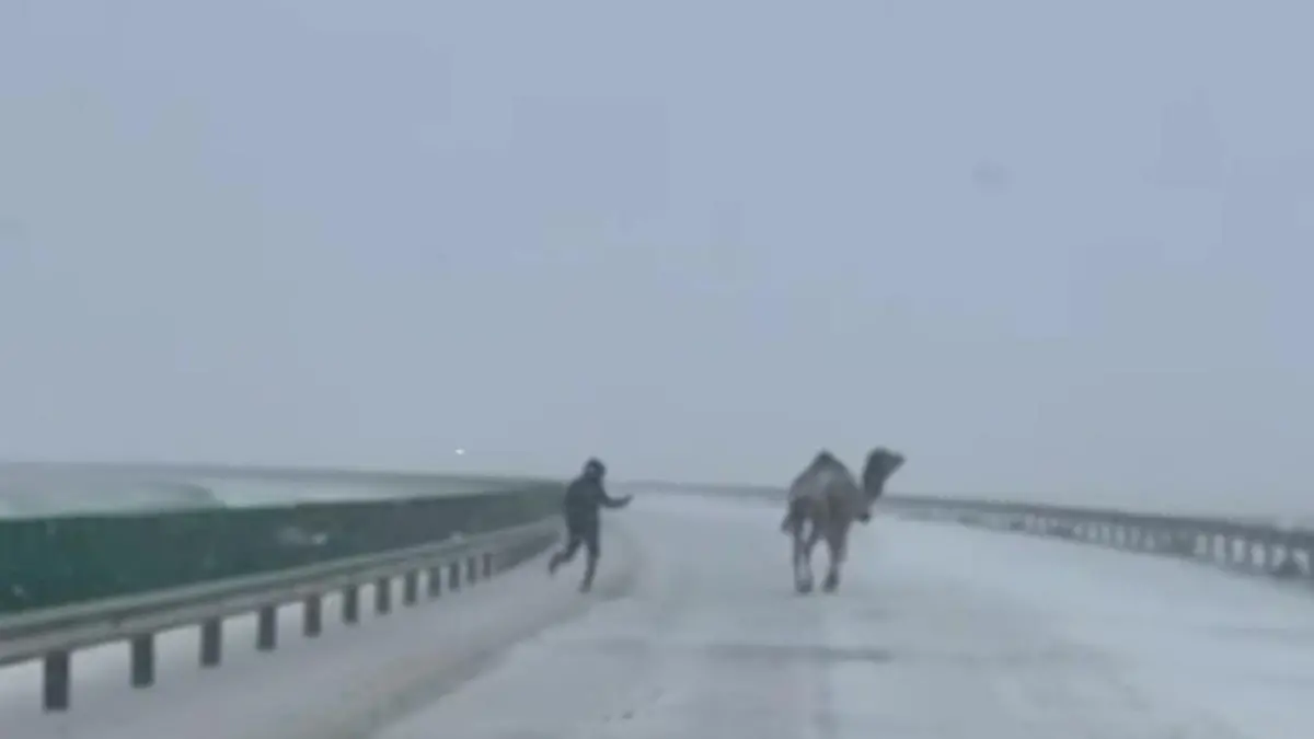 Kamel im Schneesturm! Polizei jagt ausgebüxtes Tier über Autobahn Wegen ihm geht nichts mehr