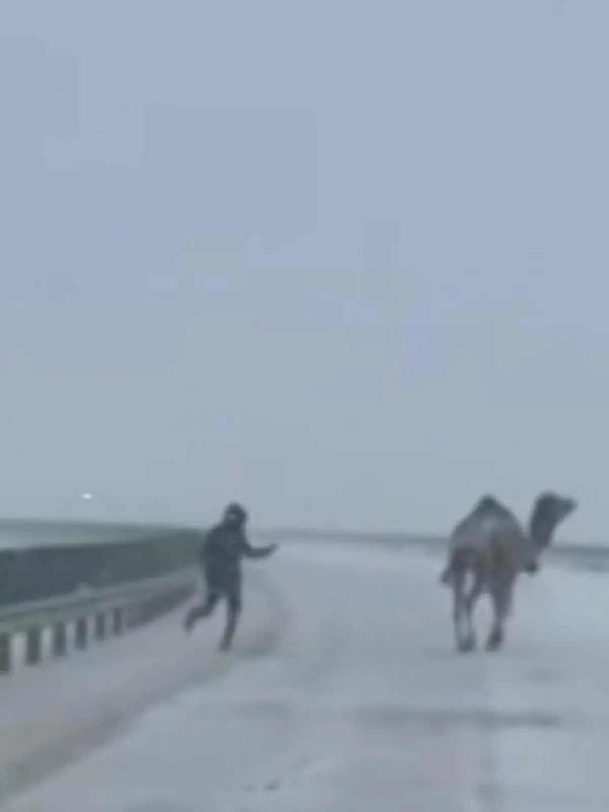 Bild zu: "Kamel im Schneesturm! Polizei jagt ausgebüxtes Tier über Autobahn"