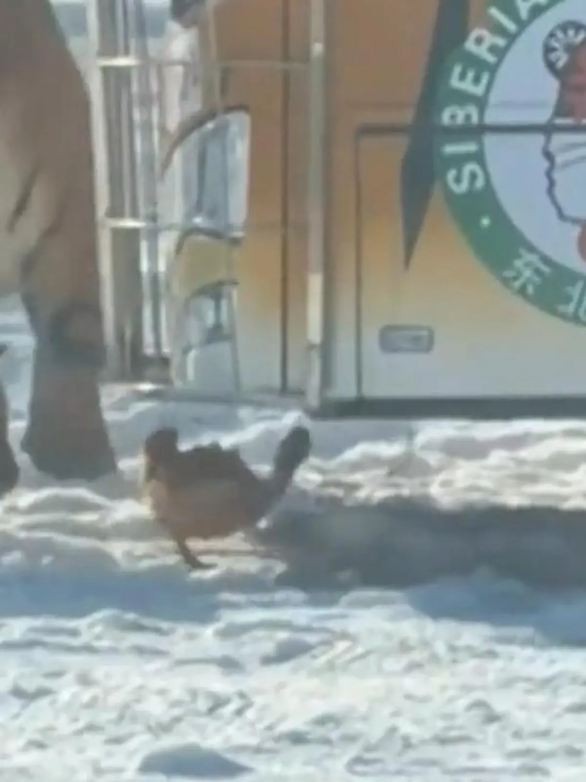 Bild zu: "Tiger blamieren sich bei Fütterung! Huhn führt Raubkatzen im eigenen Gehege vor"