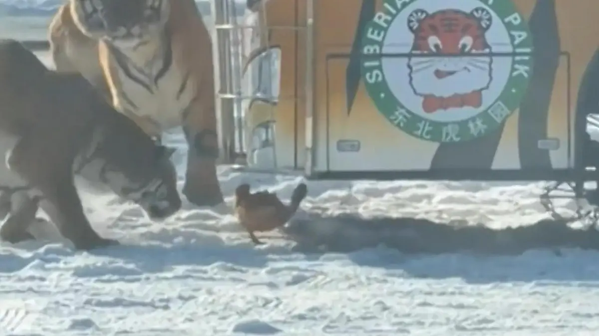 Tiger blamieren sich bei Fütterung! Huhn führt Raubkatzen im eigenen Gehege vor Touri-Bus als Lebensretter?