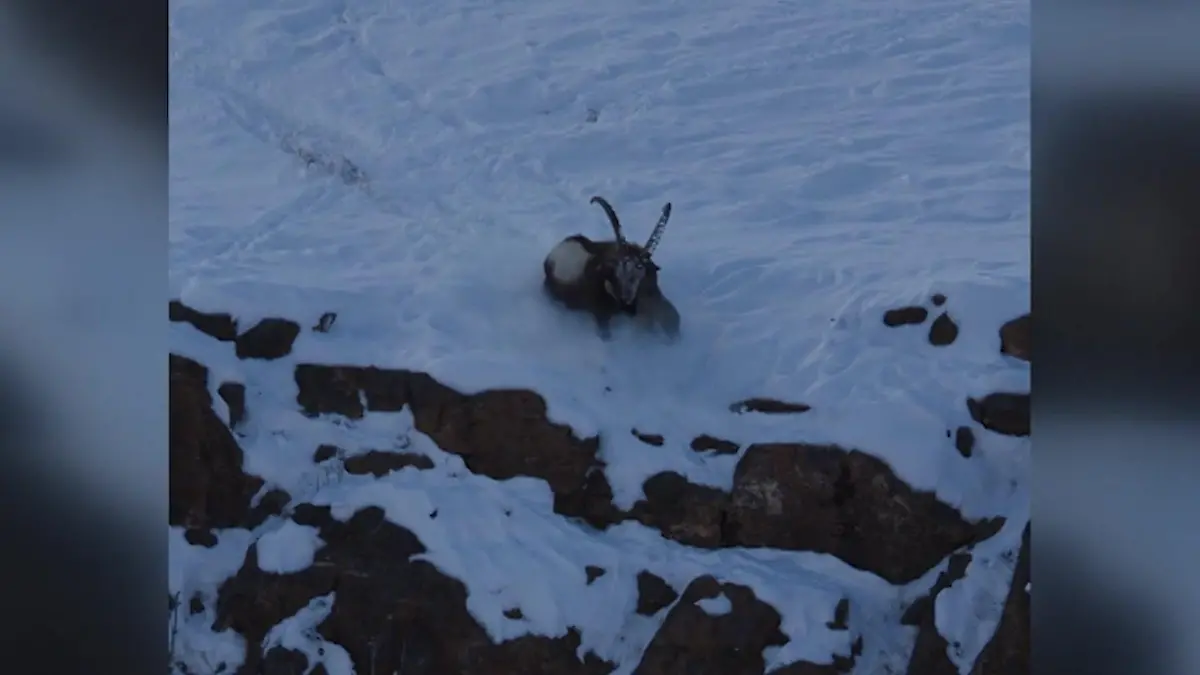 Schneeleopard-bei-t-sich-fest-Steinbock-wehrt-Wildkatze-ab-mit-genialem-Trick