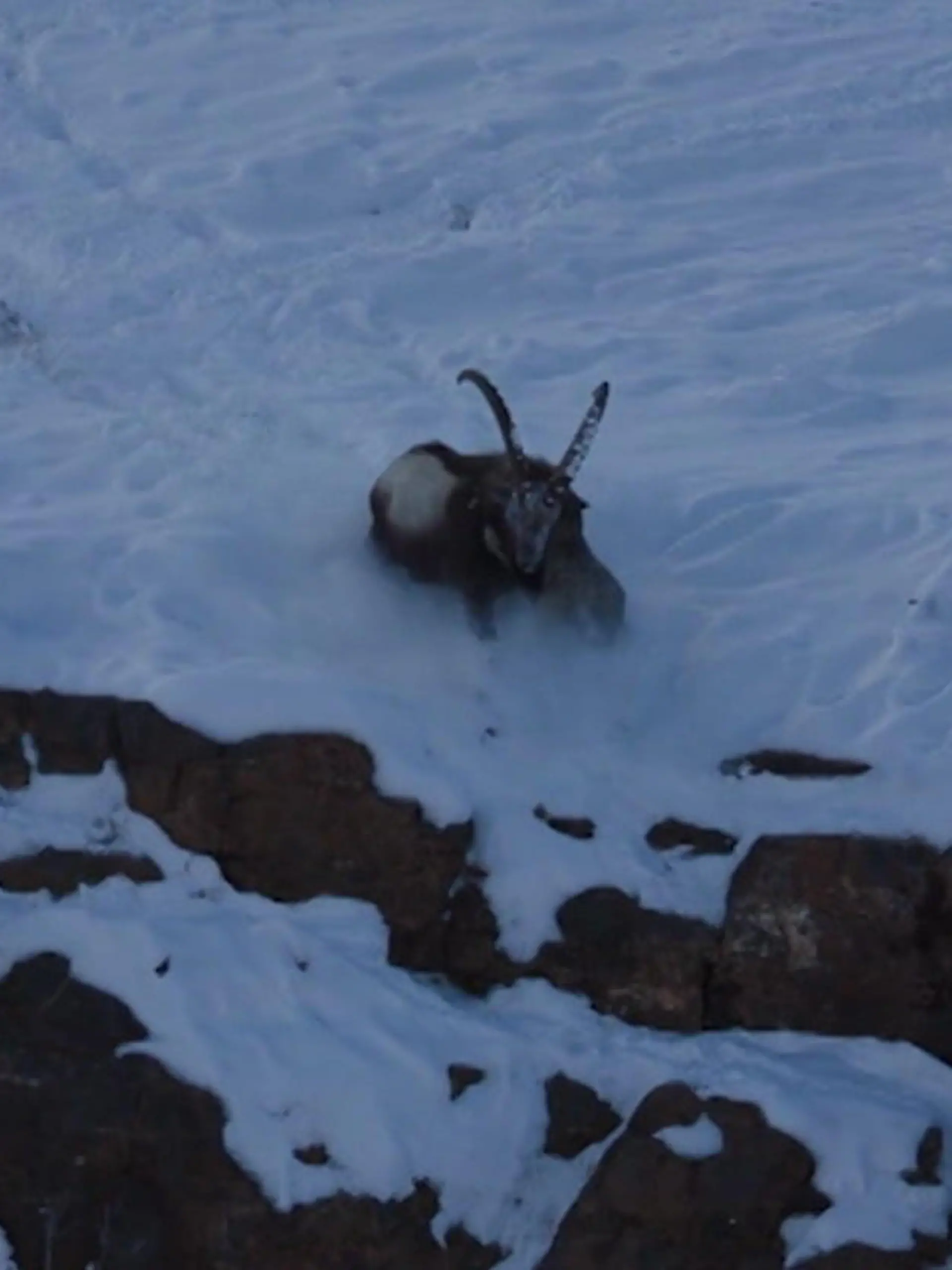 Bild zu: "Schneeleopard beißt sich fest! Steinbock wehrt Wildkatze ab – mit genialem Trick"