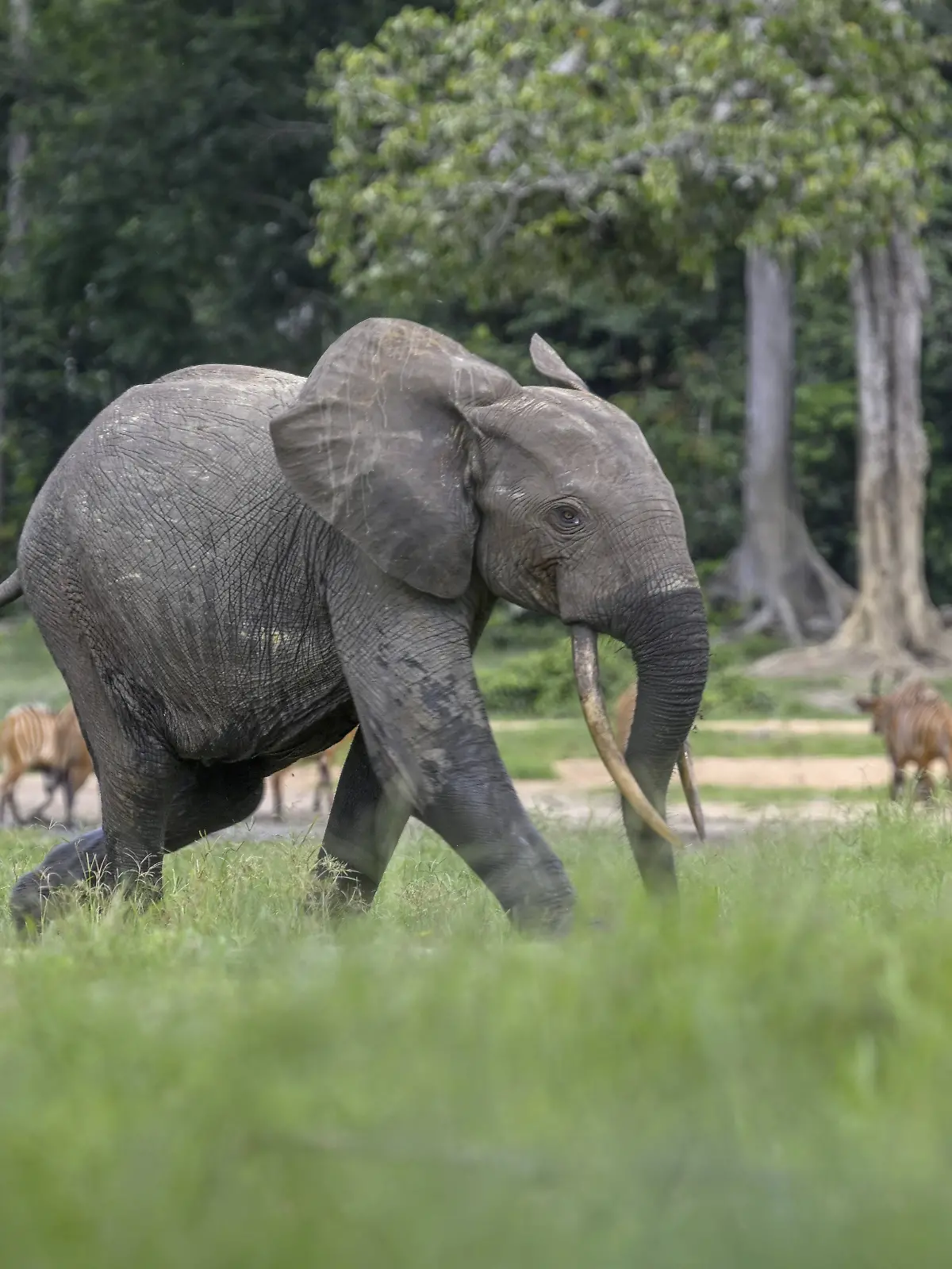 Bild zu: "Wilder Elefant greift Besucher (65) an – er ist schon sein drittes Todesopfer!"