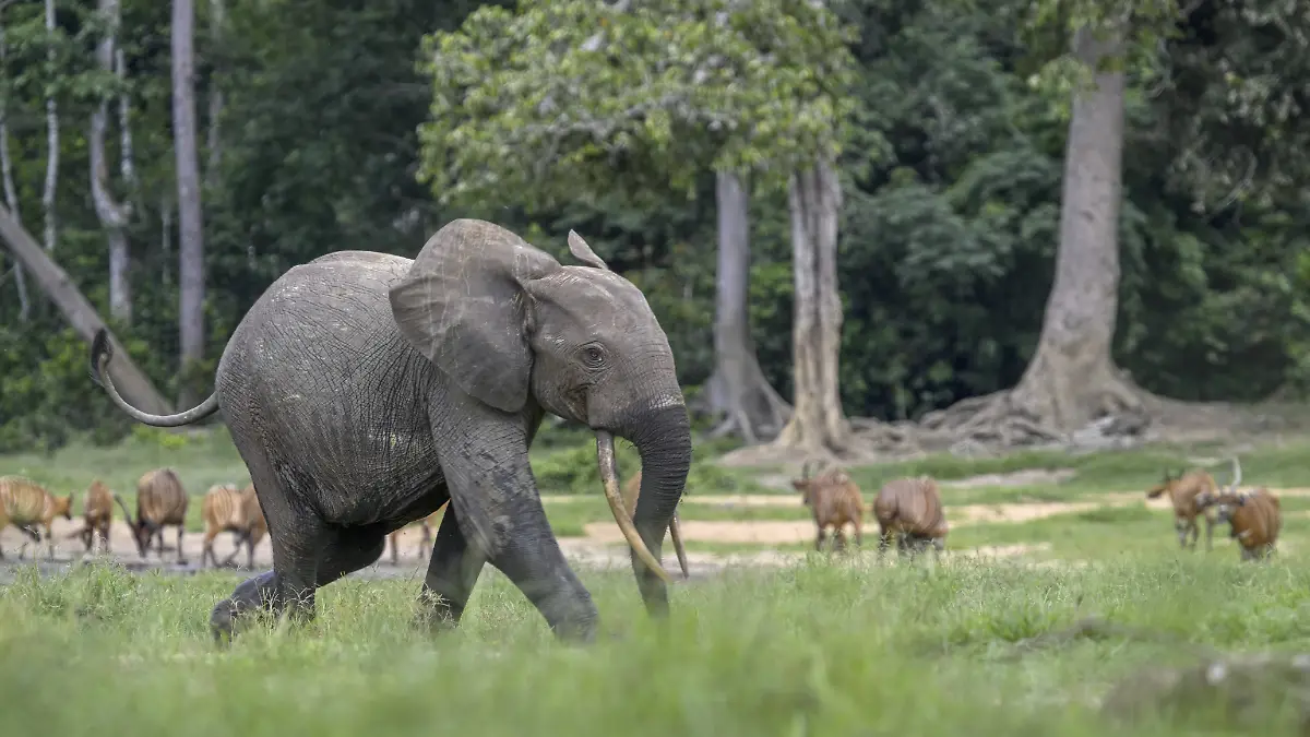 Elefant-in-Thailand-t-tet-einen-Parkbesucher-65-er-ist-sein-drittes-Todesopfer