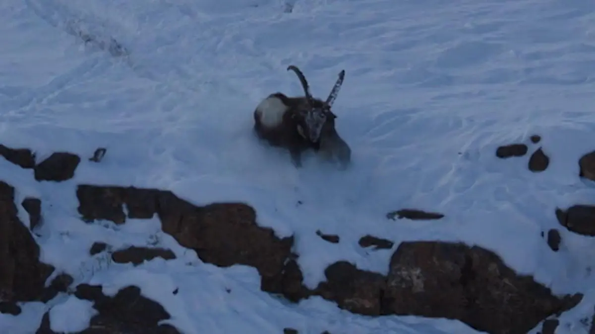 Schneeleopard beißt sich fest! Steinbock wehrt Wildkatze ab – mit genialem Trick Kampf an der Klippe