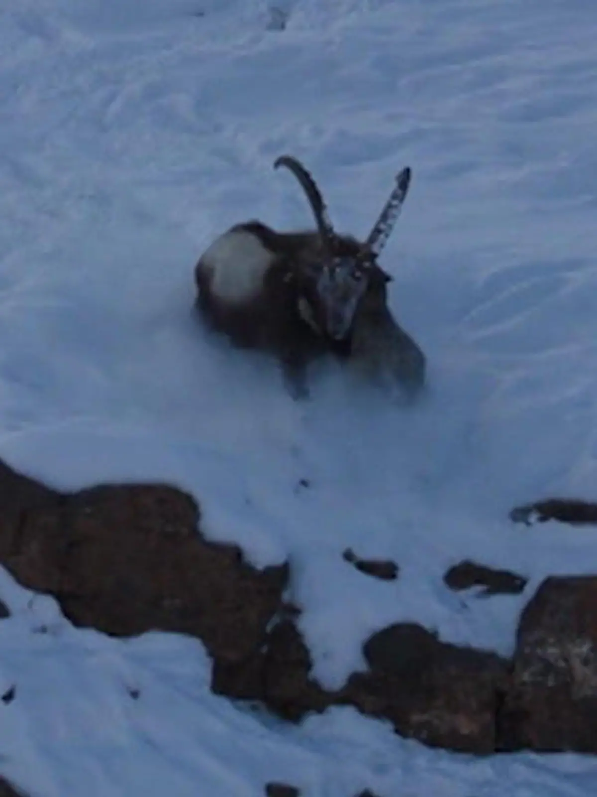 Bild zu: "Schneeleopard beißt sich fest! Steinbock wehrt Wildkatze ab – mit genialem Trick"
