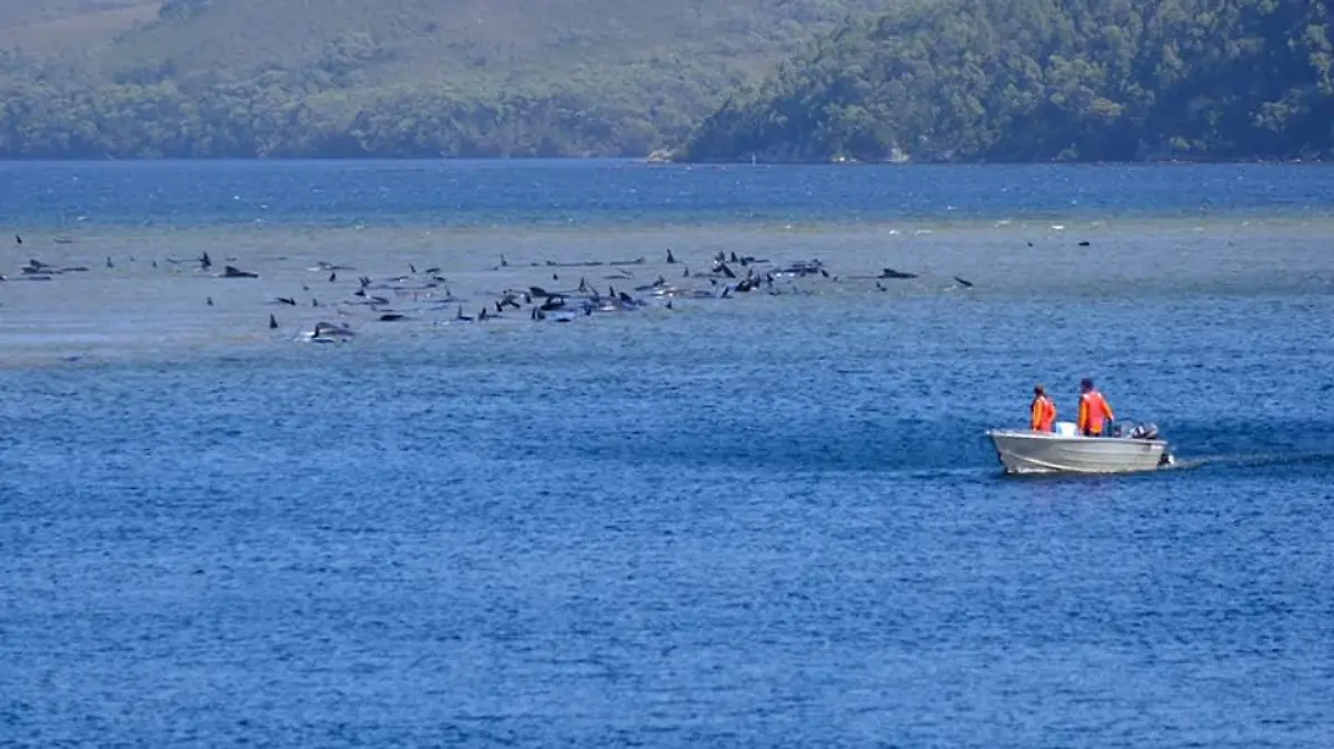 epi_1003779329_REUTERSFOTO_RC2U2J96HIYN (Walrettung Australien)_vb m k+ Walrettung A.jpg