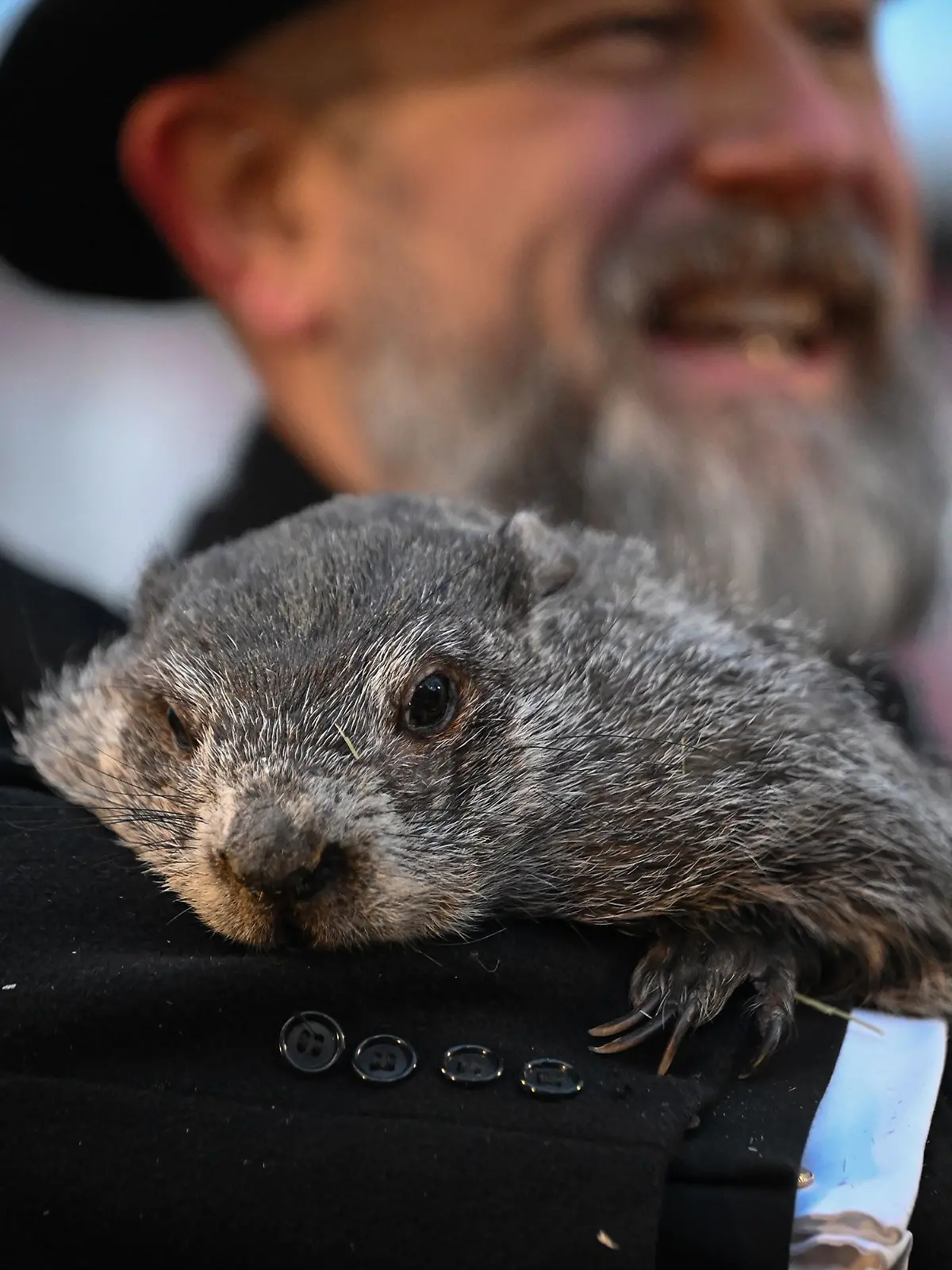 Bild zu: "Das Murmeltier hat gesprochen"
