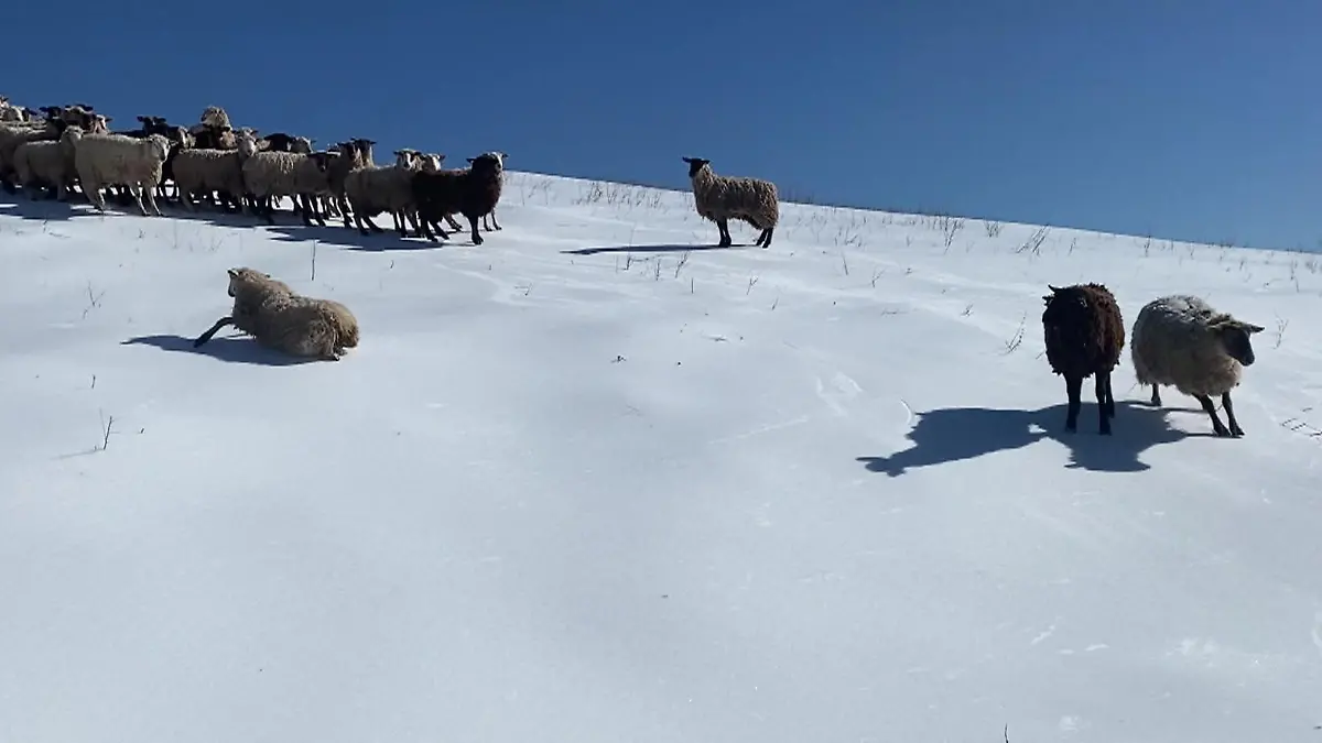 Weide wird zur Rodelbahn! Hier schlittern Schafe einen Hang herunter Tiere krachen in den Zaun