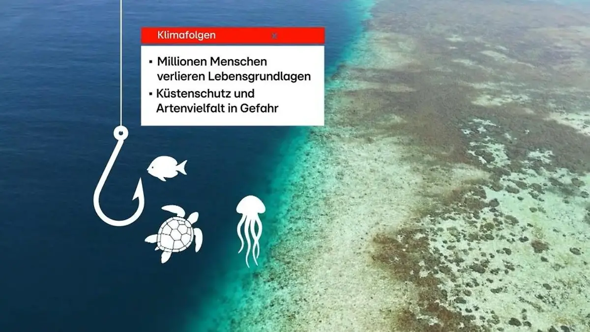 Klimaschutz für den Erhalt der Korallenriffe Alarmierende Prognosen