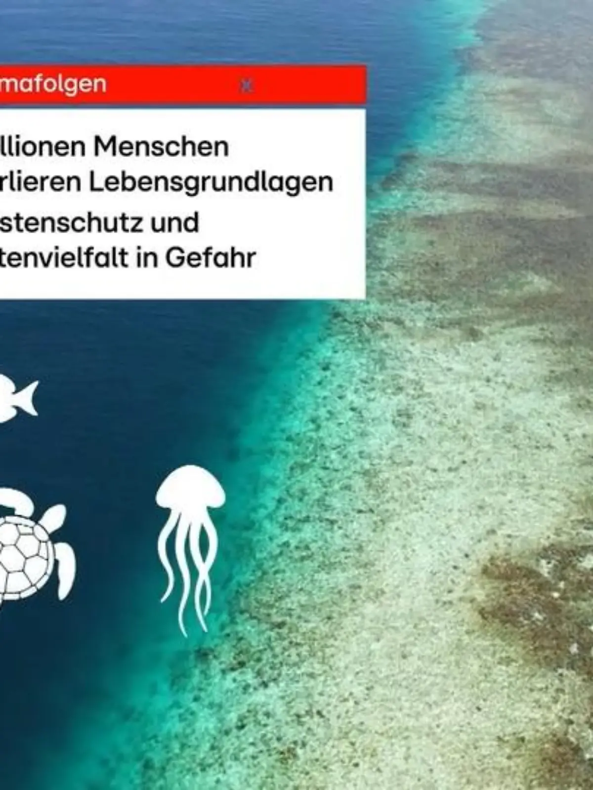 Bild zu: "Klimaschutz für den Erhalt der Korallenriffe"