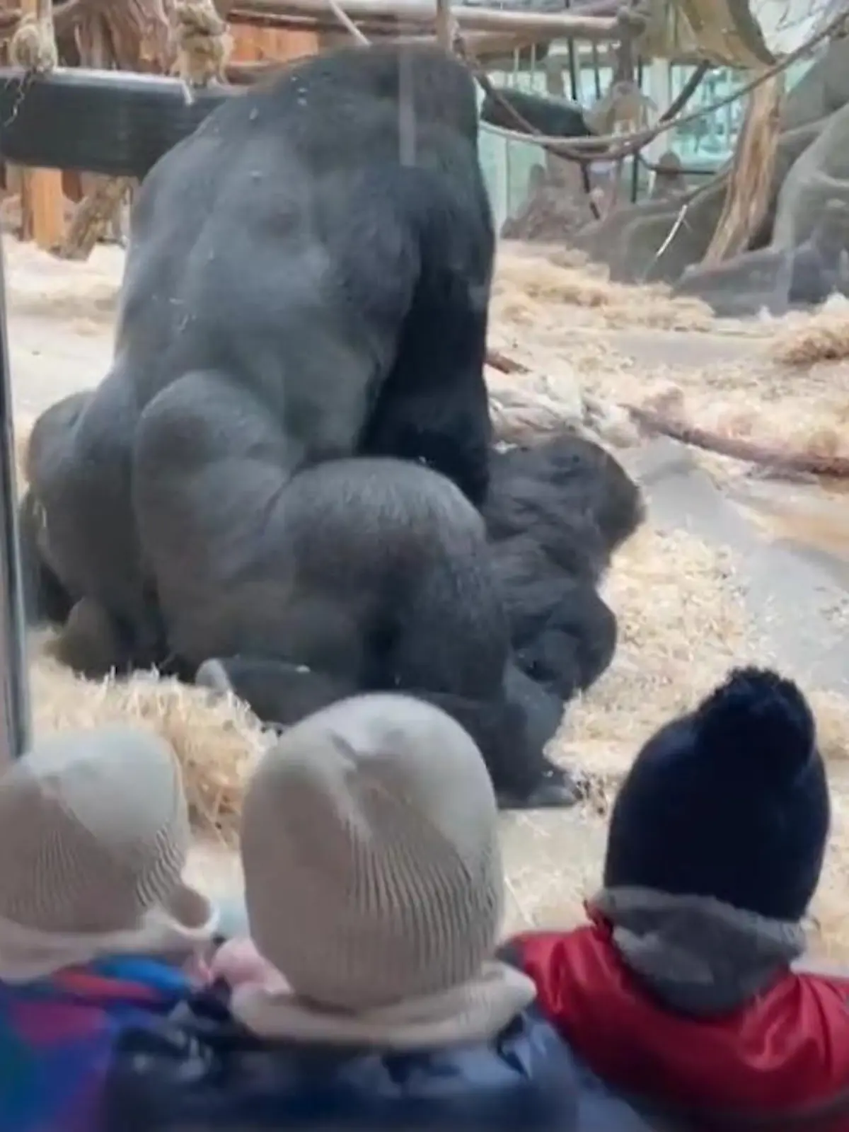 Bild zu: "Vor den Augen der Kinder! Gorillas haben Sex im Zoo – Mama in Erklärungsnot"