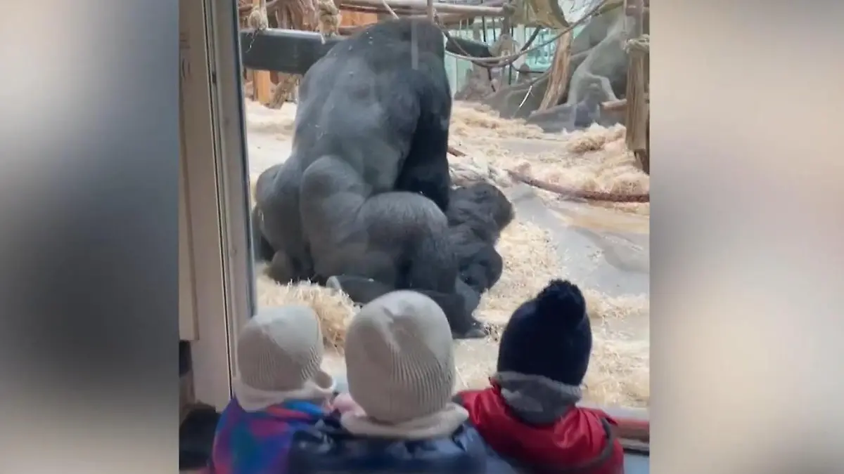 Vor den Augen der Kinder! Gorillas haben Sex im Zoo – Mama in Erklärungsnot Magnus (3) in Sorge um seine Lieblingstiere