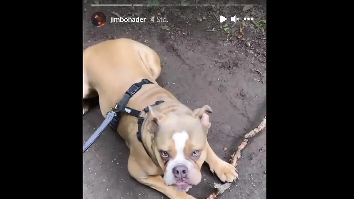 Yeliz Koc: Hund Luna taucht in Jimi Blue Ochsenknechts Instastory auf.