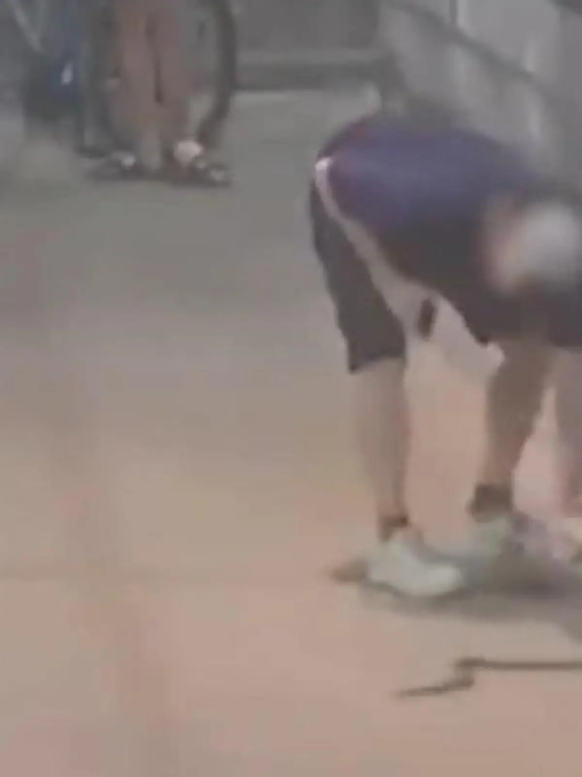 Bild zu: "Heldentat oder Leichtsinn? Giftschlange schockt Pendler - Mann packt einfach zu"