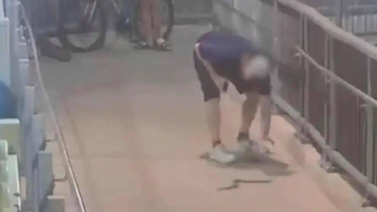 Heldentat oder Leichtsinn? Giftschlange schockt Pendler – Mann packt einfach zu Bahnhof wird zum Dschungel