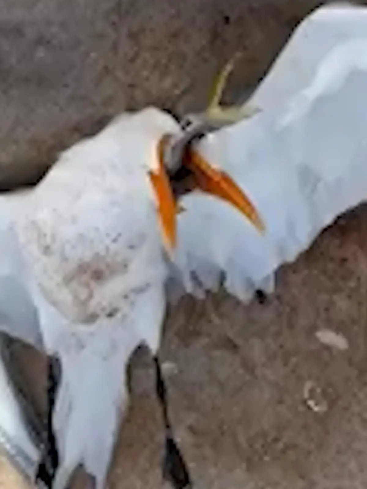 Bild zu: "Schnabel zu voll genommen! Möwe verschluckt Fisch – und muss gerettet werden"