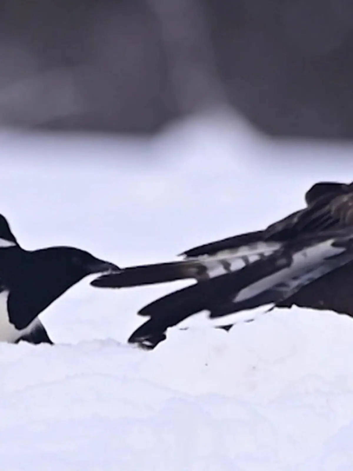 Bild zu: "Schnabel-Zoff um Beute! Elster geht Bussard an die Federn"