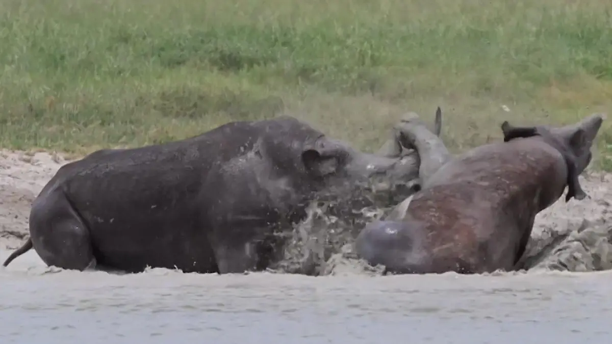 Afrika-Brutaler-Nashornkampf-bei-Safari-Tour-Rhino-nimmt-Rivalen-aufs-Horn-direkt-vor-Touristen