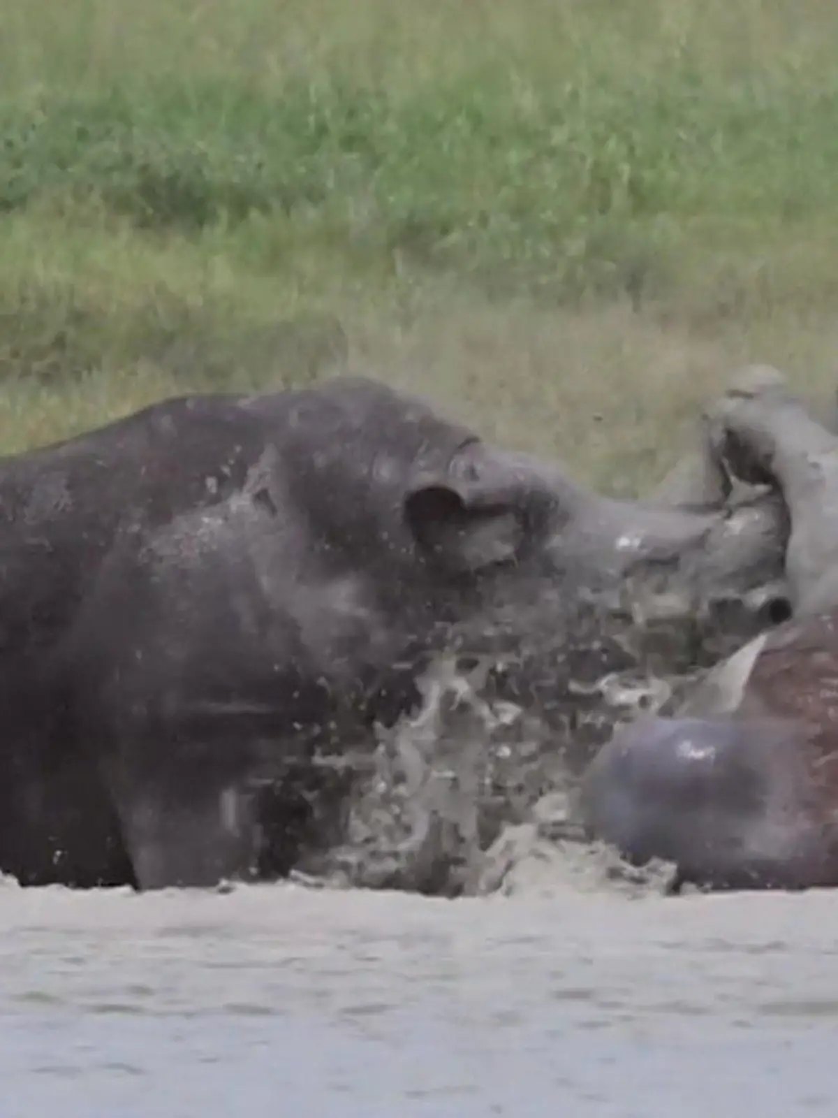 Bild zu: "Brutaler Nashornkampf! Rhino nimmt Rivalen aufs Horn – und dreht ihn um"