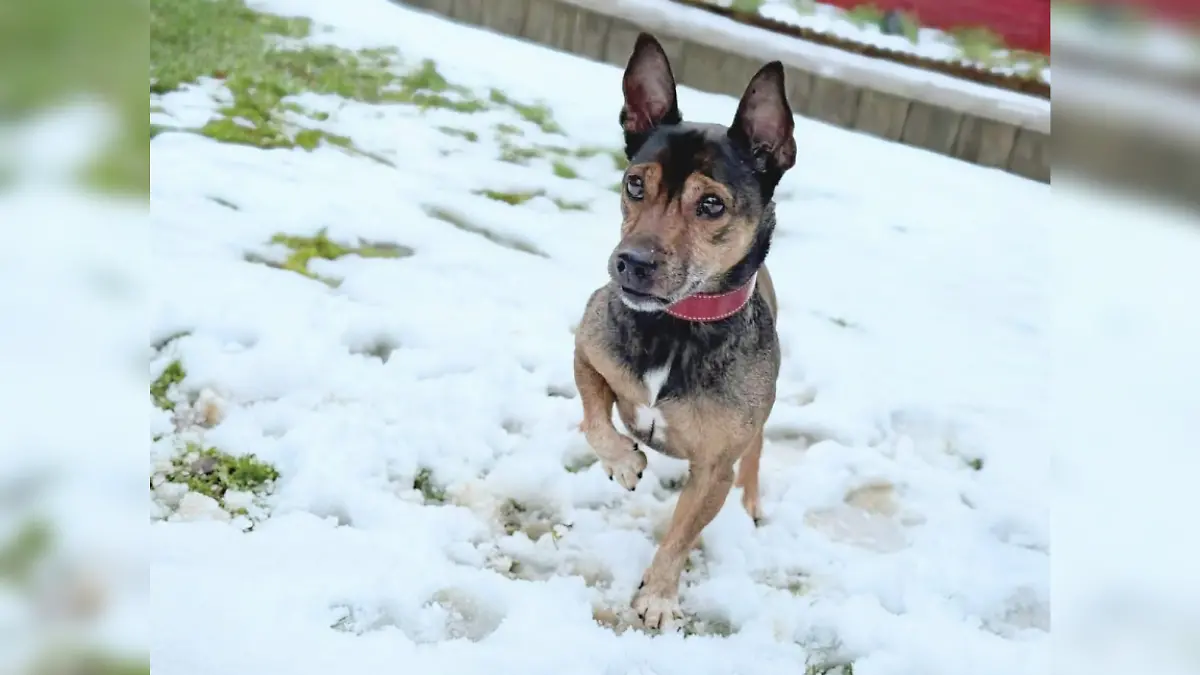 Der Terrier-Mix sucht ein neues zu Hause.