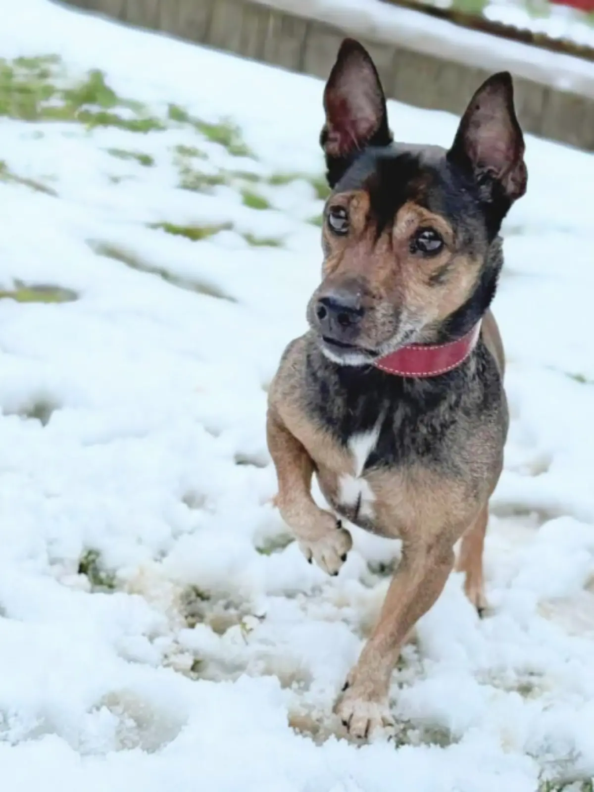 Bild zu: "Herzlos im Regen ausgesetzt! Trotzdem möchte Jack einfach nur zurück nach Hause"