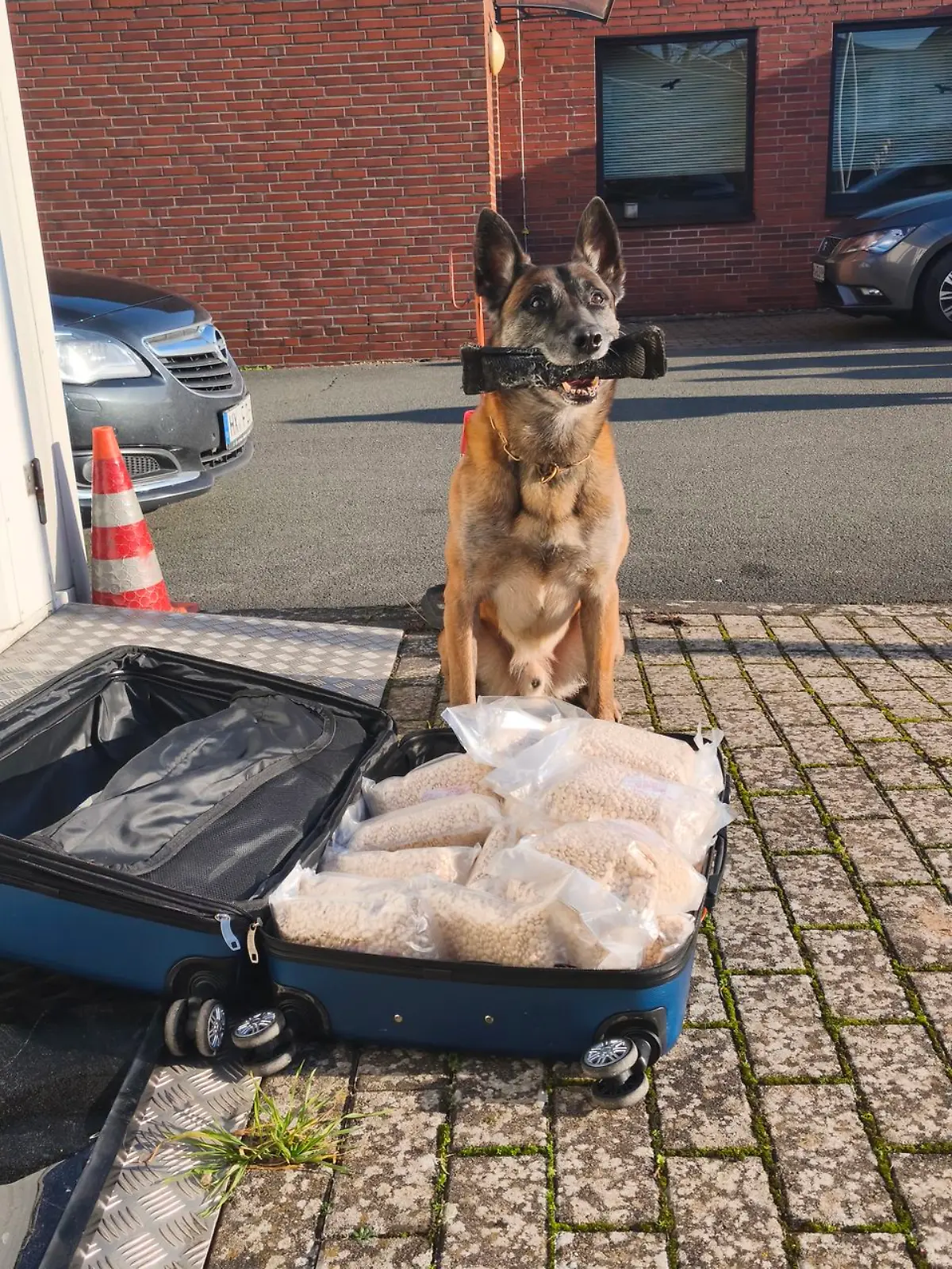 Bild zu: "Zweijährige unter Drogen - Spürhund entdeckt illegales Rauschmittel"