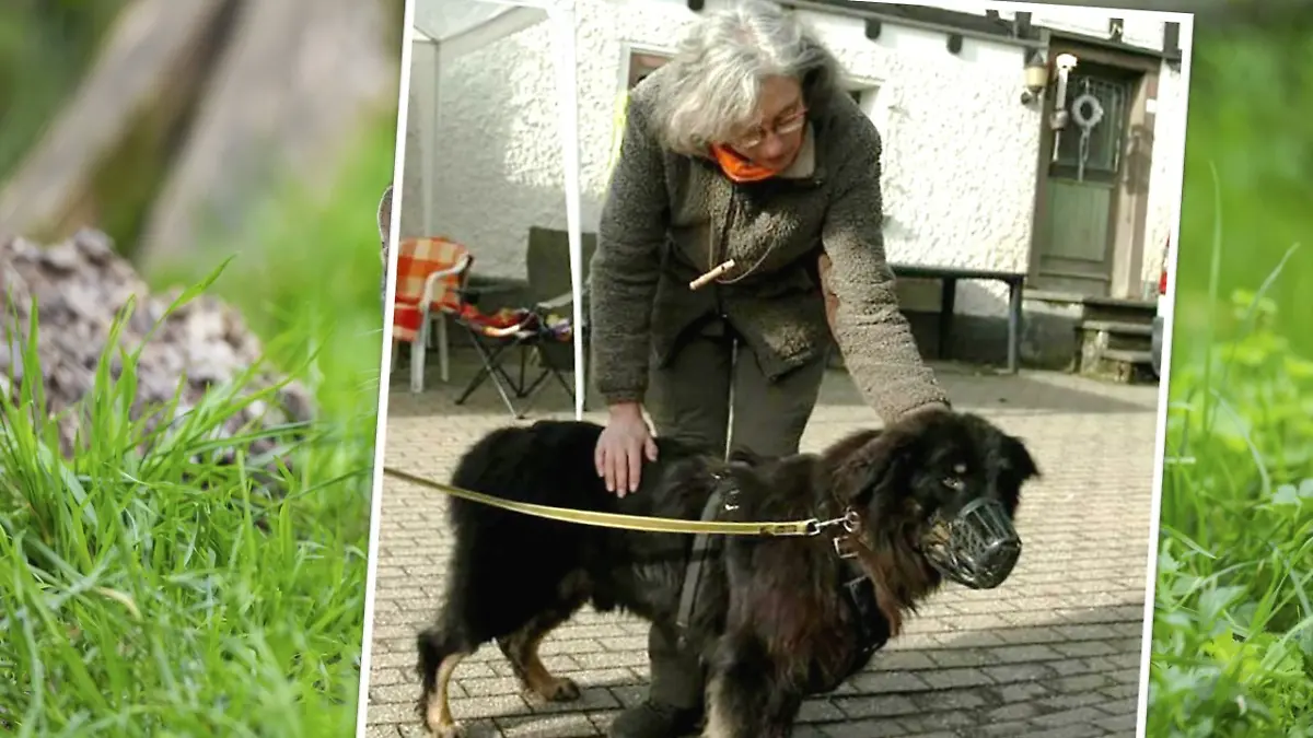 „Die Unvermittelbaren”: Rüde Maddox hatte bei Tierärztin Manuela ein liebevolles Zuhause gefunden.