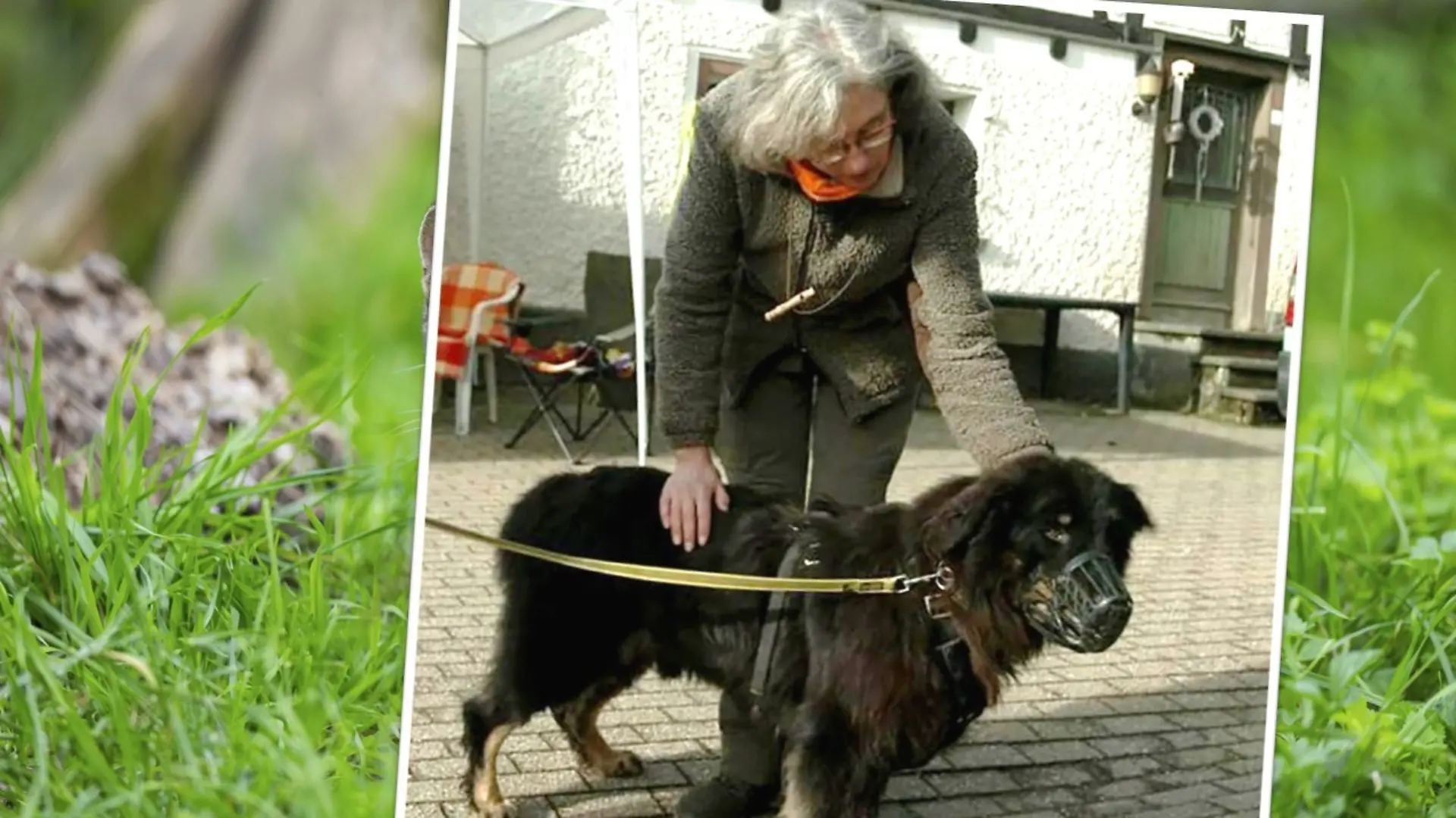 „Die Unvermittelbaren”: Rüde Maddox hatte bei Tierärztin Manuela ein liebevolles Zuhause gefunden.