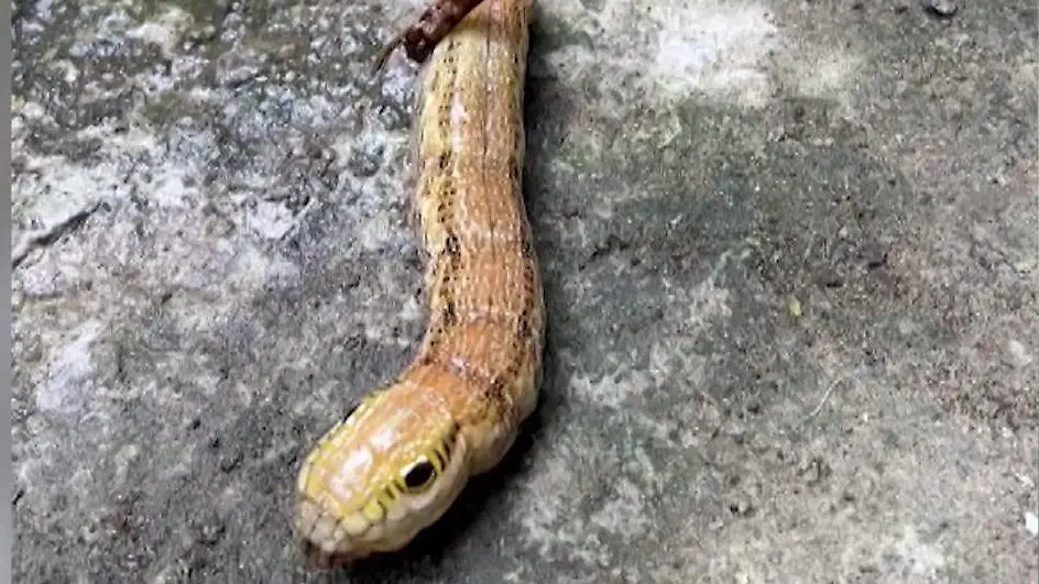 Gruselfund-im-Garten-Frau-st-t-auf-eigenartige-Kreatur-ist-das-eine-Schlange-