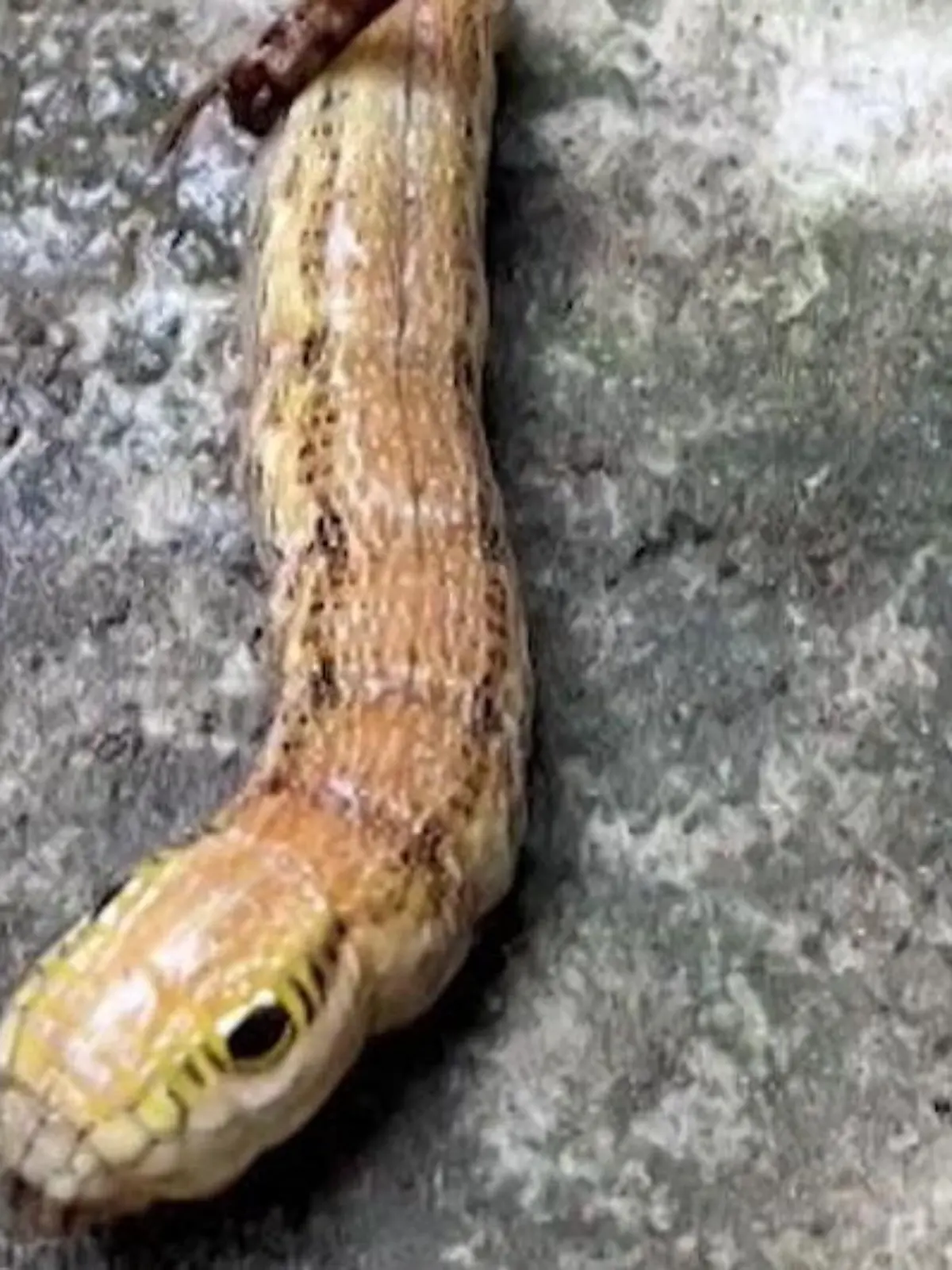 Bild zu: "Gruselfund im Garten! Frau stößt auf eigenartige Kreatur"