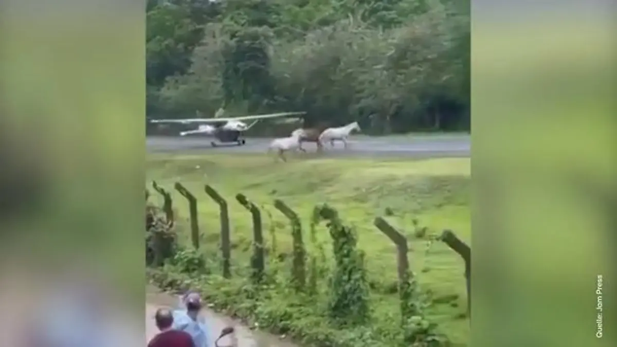 Während Flieger landet! Pferde rennen plötzlich auf Landebahn Gefährlicher Zwischenfall am Flughafen