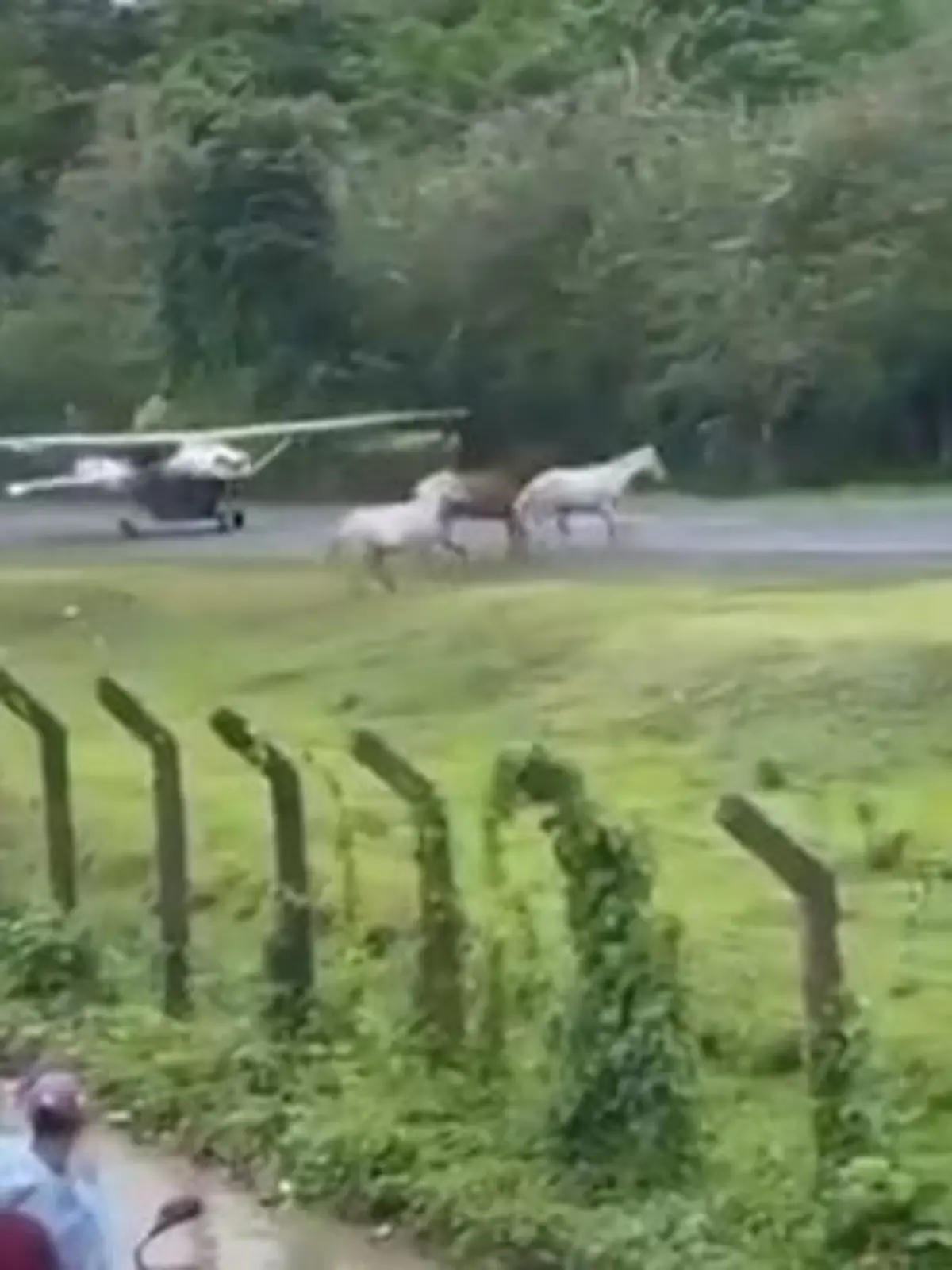 Bild zu: "Während Flieger landet! Pferde rennen plötzlich auf Landebahn"