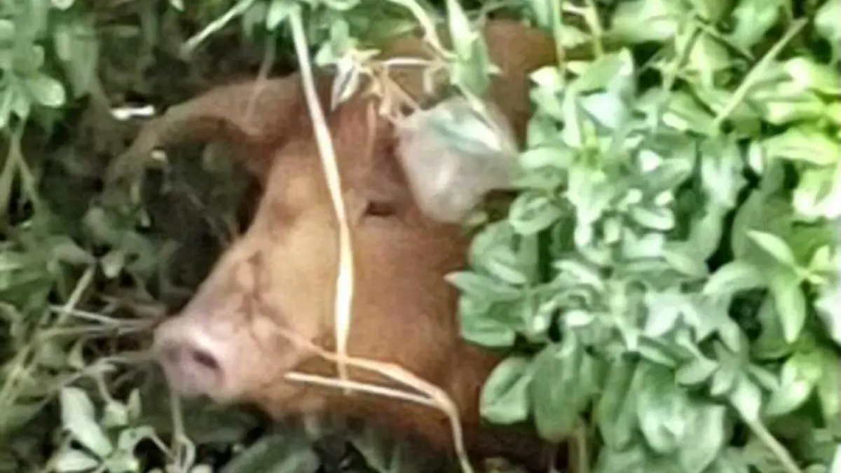 Schwein überlebte das Hochwasser in Erftstadt
