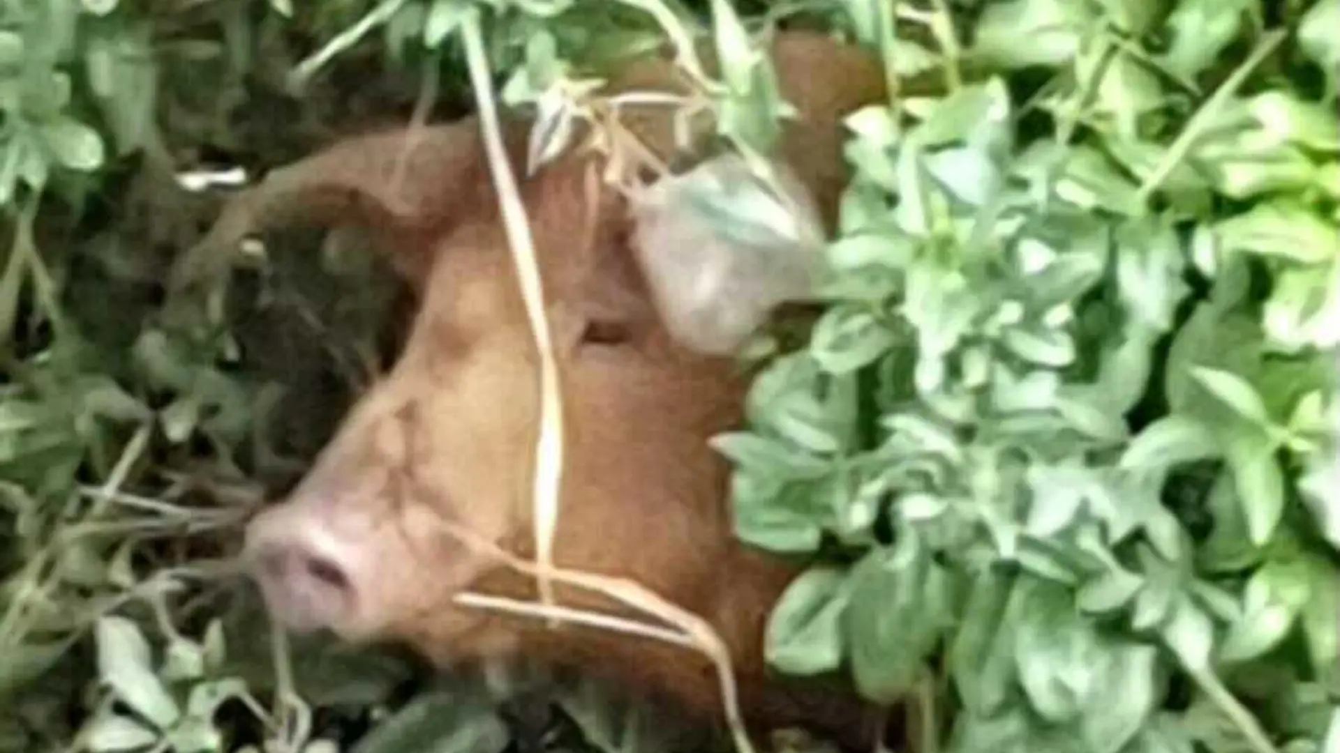 Schwein überlebte das Hochwasser in Erftstadt