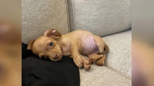 Junge-und-Hund-bekommen-den-kleinsten-Herzschrittmacher-der-Welt