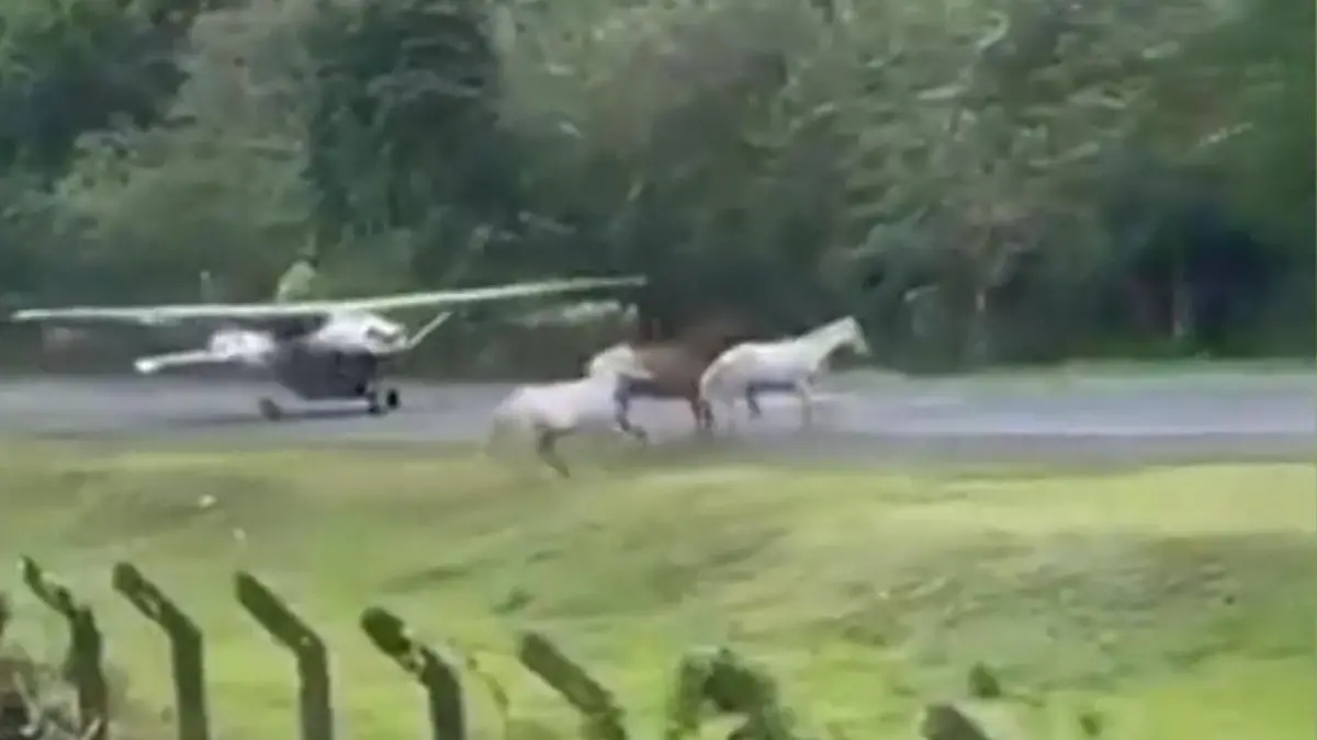 Während Flieger landet! Pferde rennen plötzlich auf Landebahn Gefährlicher Zwischenfall am Flughafen