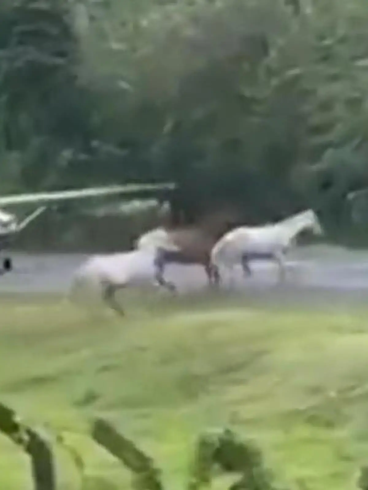 Bild zu: "Während Flieger landet! Pferde rennen plötzlich auf Landebahn"