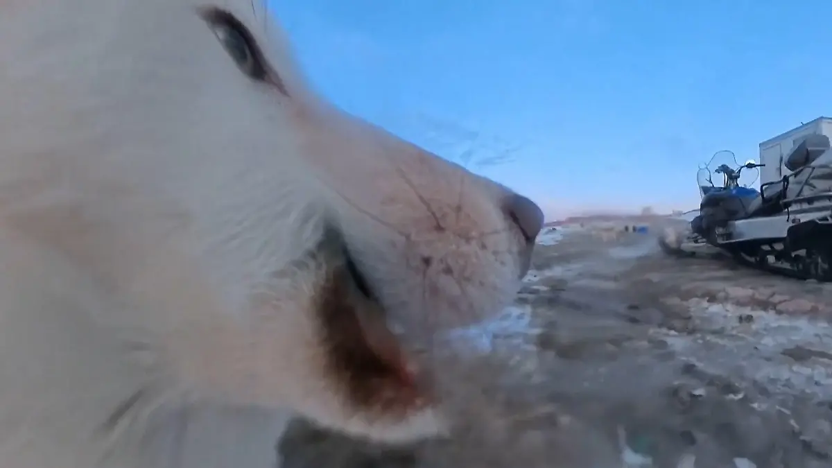 Auf Auslöser rumgekaut! Husky klaut Kamera - und liefert spektakuläre Aufnahmen! Während Grönland-Dreh