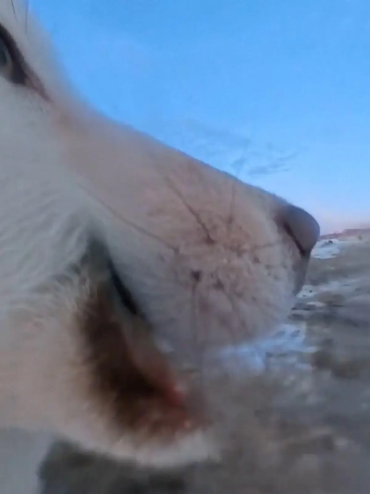 Grönland: Husky klaut heimlich Kamera – und nimmt spannende Bilder für Doku auf!