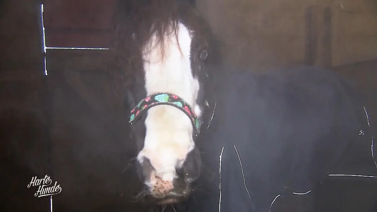 Mr. Percy muss in den Salznebel Verklebte Bronchien und Atemprobleme