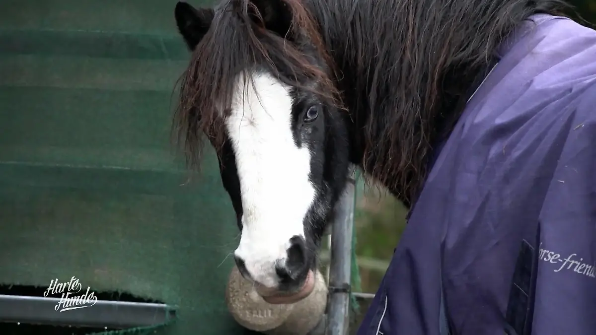 Pony Mr. Percy hat eine chronische Erkrankung der Lunge "Er atmet schwer!"