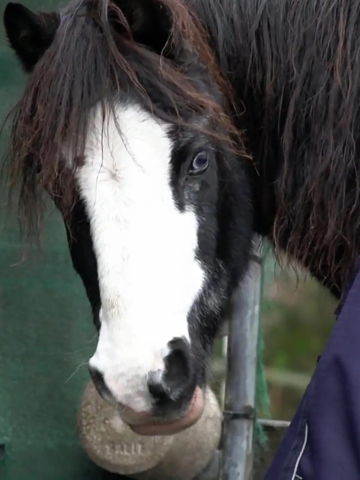 Bild zu: "Pony Mr. Percy hat eine chronische Erkrankung der Lunge"